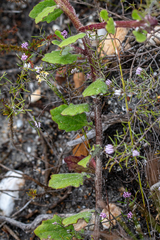 Arctotis angustifolia