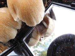 Coprinellus truncorum