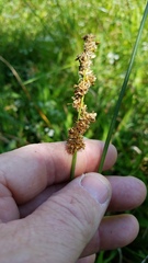 Carex fissa