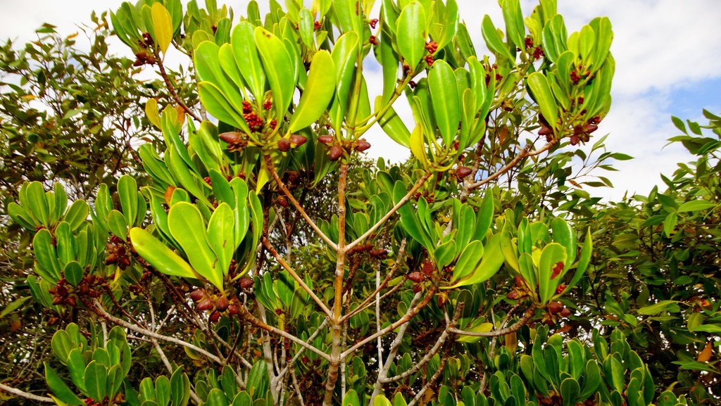 smooth-fruited yellow mangrove from Creek, Burnett Heads, Qld, AU on ...