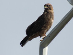 Buteo buteo
