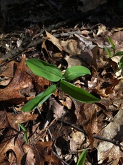 Liliales