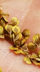 Carex fissa
