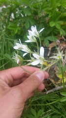 Ornithogalum umbellatum