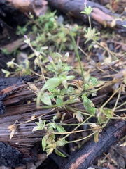 Collomia heterophylla