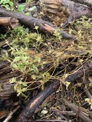 Collomia heterophylla