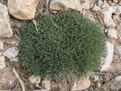 Astragalus balearicus
