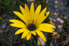 Arctotis angustifolia