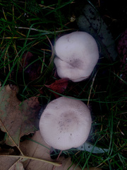 Agaricus campestris
