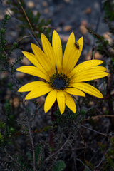 Arctotis angustifolia