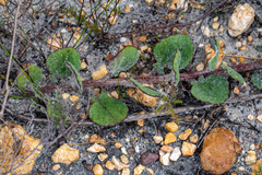 Arctotis angustifolia