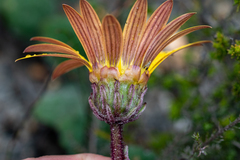 Arctotis angustifolia