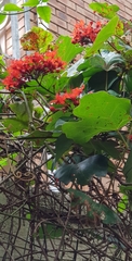 Clerodendrum paniculatum