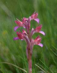 Anacamptis papilionacea papilionacea