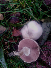 Agaricus campestris