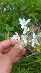 Ornithogalum umbellatum