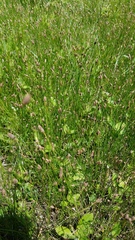 Eleocharis montevidensis