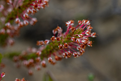 Erica rubiginosa