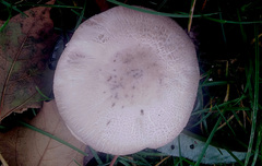 Agaricus campestris