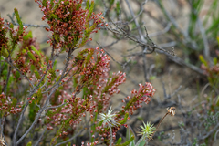 Erica rubiginosa