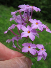 Phlox maculata