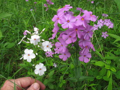 Phlox maculata