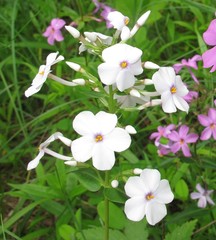 Phlox maculata