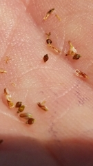 Eleocharis montevidensis