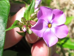 Phlox maculata