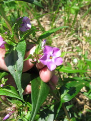 Phlox maculata