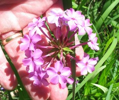 Phlox maculata