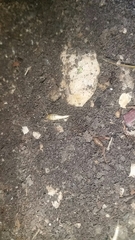 Tricholepisma aureum