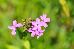 Phlox maculata