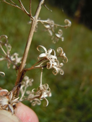 Phlox maculata