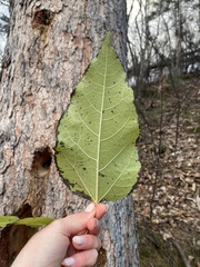 Populus