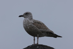 Larus argentatus
