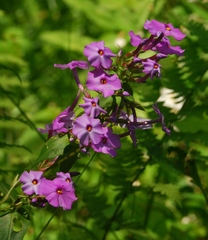 Phlox maculata