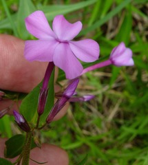 Phlox maculata