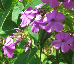 Phlox maculata