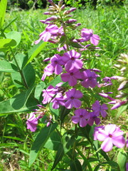 Phlox maculata