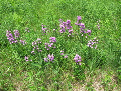 Phlox maculata