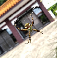 Argiope argentata