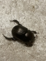 Geotrupes blackburnii