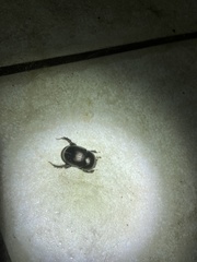 Geotrupes blackburnii