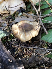 Cortinarius clandestinus