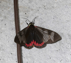 Dysschema leucophaea