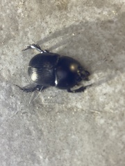 Geotrupes blackburnii