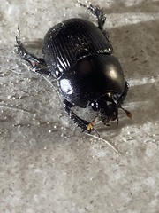 Geotrupes blackburnii