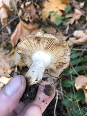 Cortinarius clandestinus