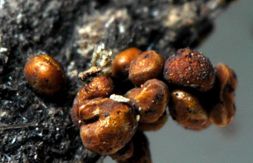 Representative image of Perichaena agaves